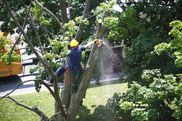 Tree and Shrub Care in Auburndale, FL