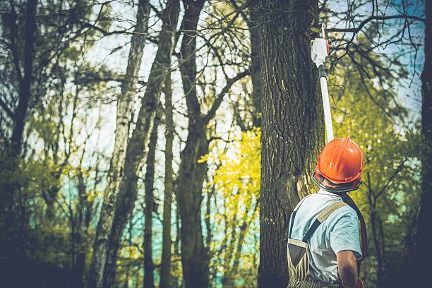 How Our Tree Care Process Works  in  Auburndale, FL