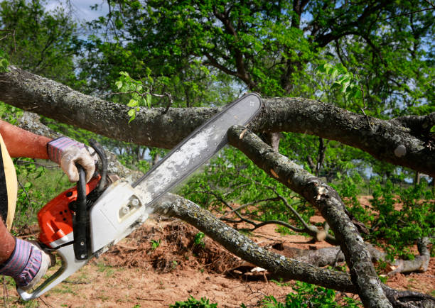 Leaf Removal in Auburndale, FL